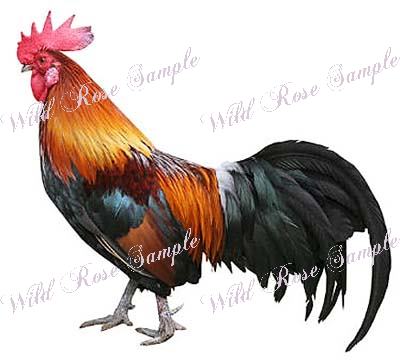 You are bidding on a full sheet of vintage style XL SHABBY ROOSTER 